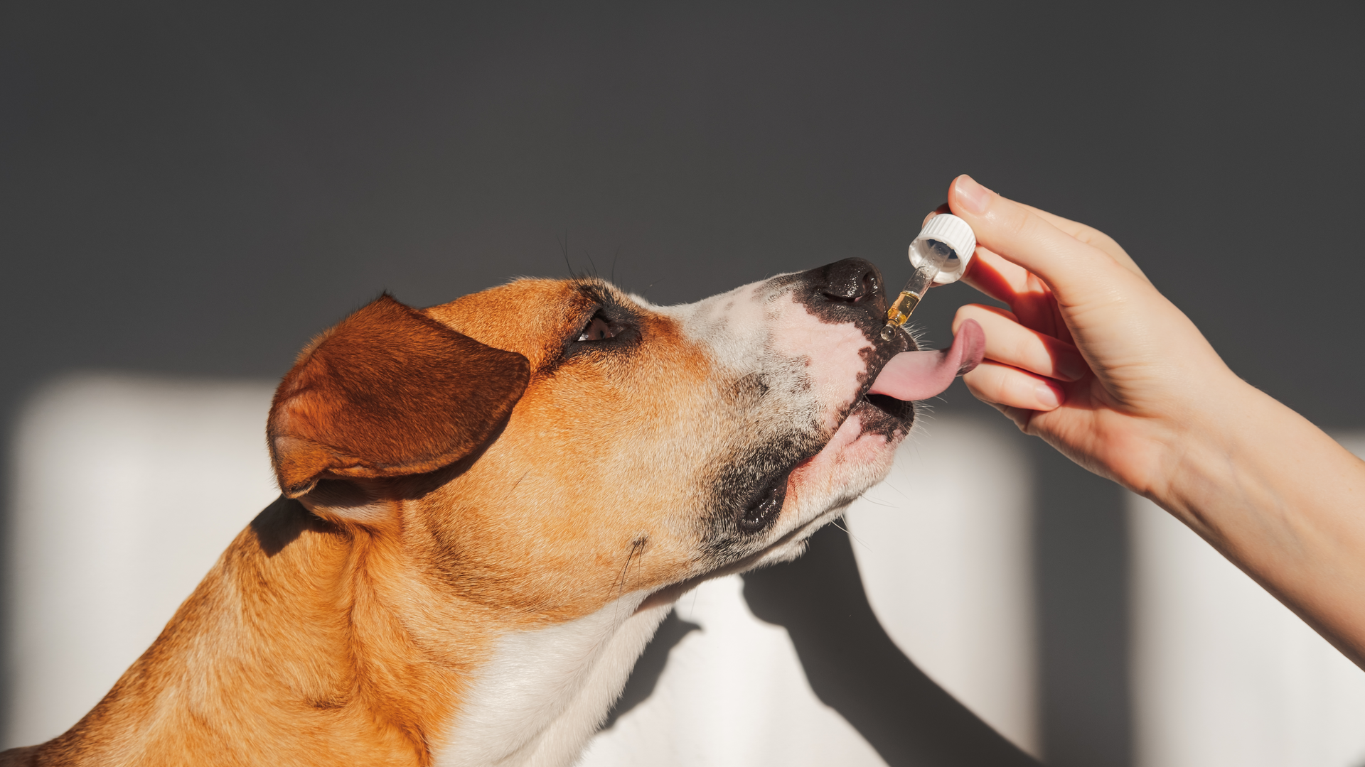 CBD for Senior Dogs in 2026: Local Shop Guide and Product Recommendations