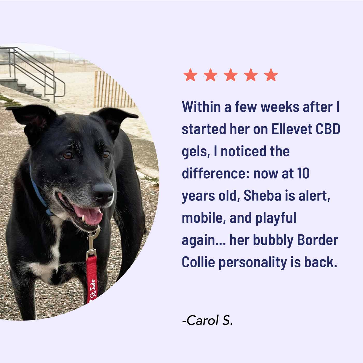 Pet CBD Finder street