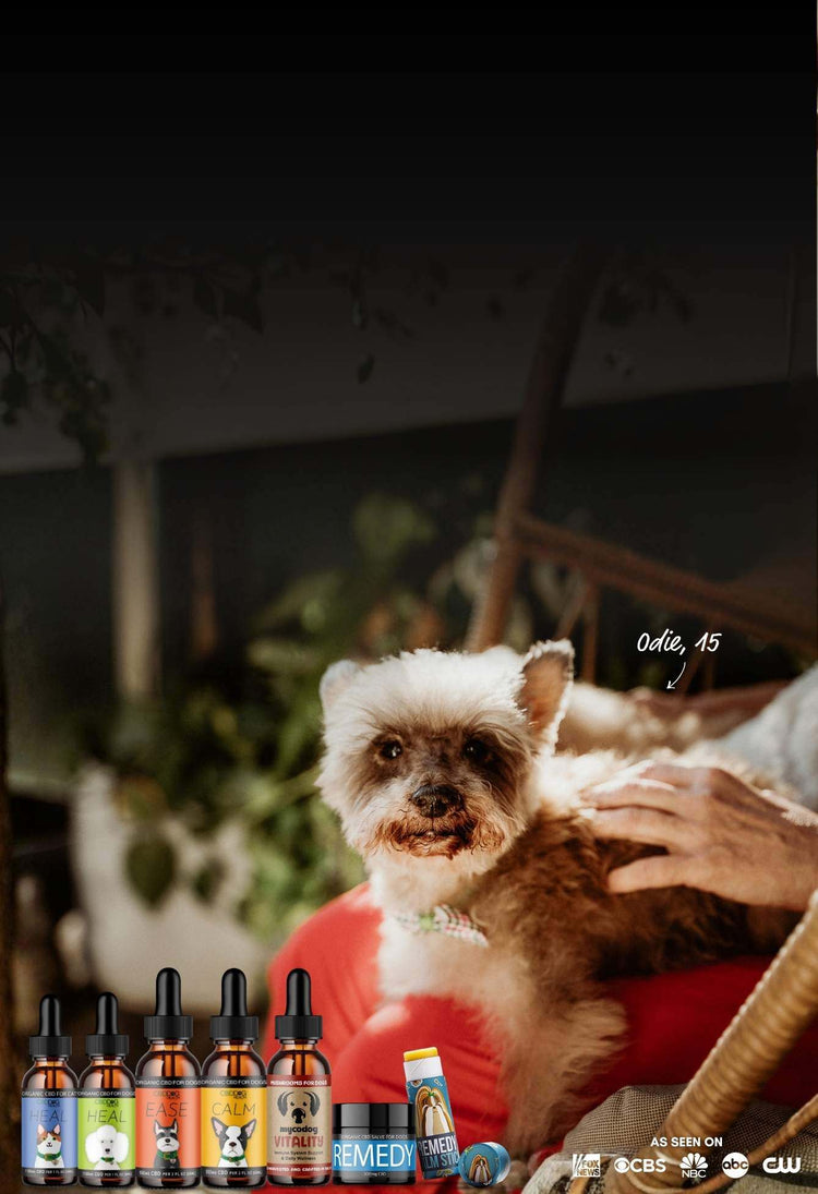 Pet CBD Finder street