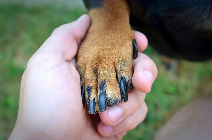 Pet CBD Finder