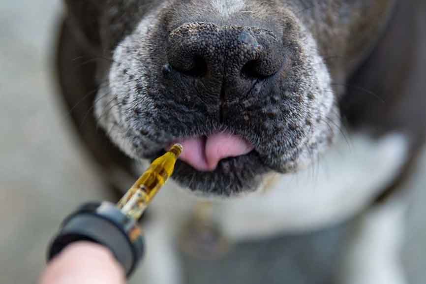 Pet CBD Finder