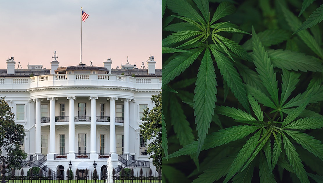2026 Guide: How New FDA Pet CBD Regulations Are Changing Local CBD Shops