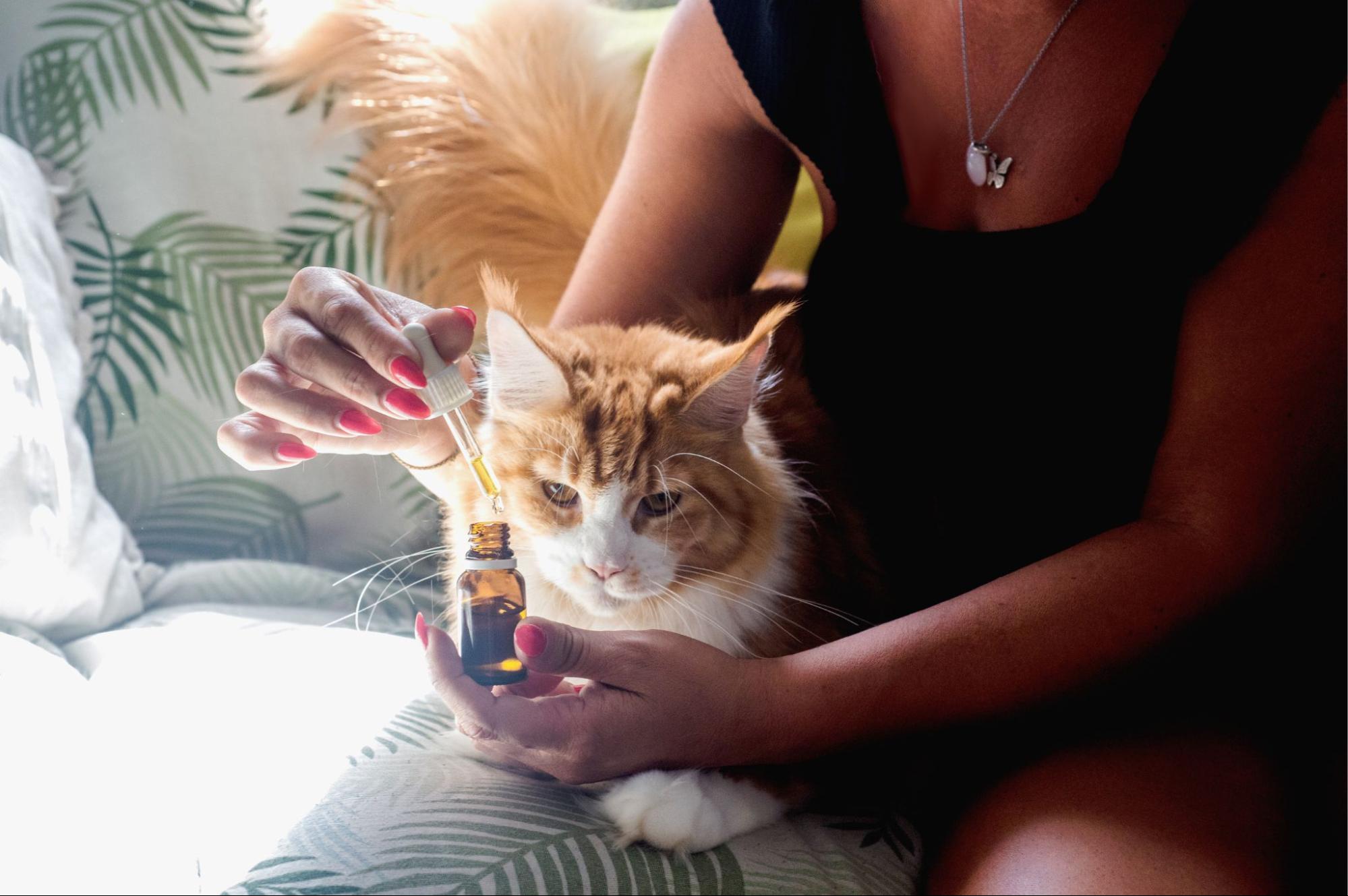 Pet CBD Finder: Top Trusted Brands for Dogs and Cats