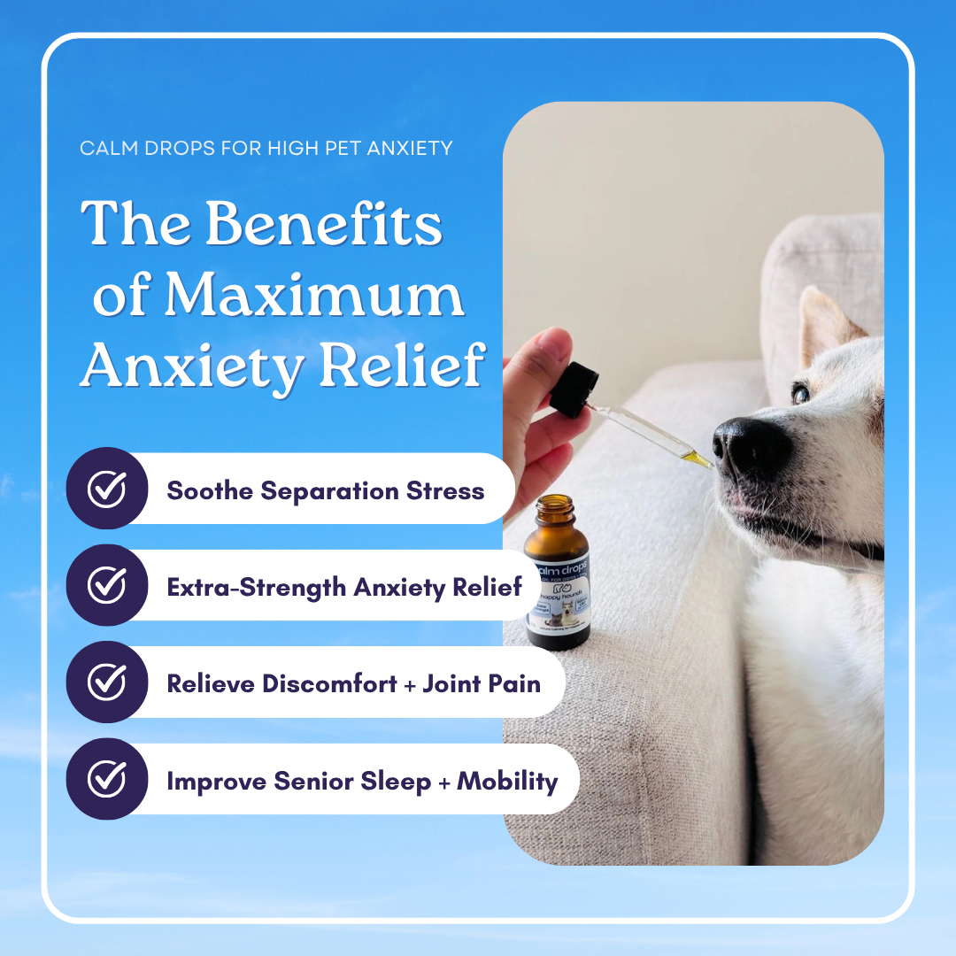 CBD vs Traditional Pet Anxiety Medications in 2026: Veterinarian-Approved Comparison Guide