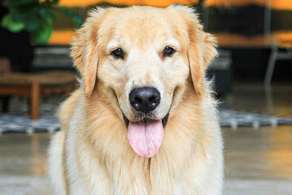 Pet CBD Finder