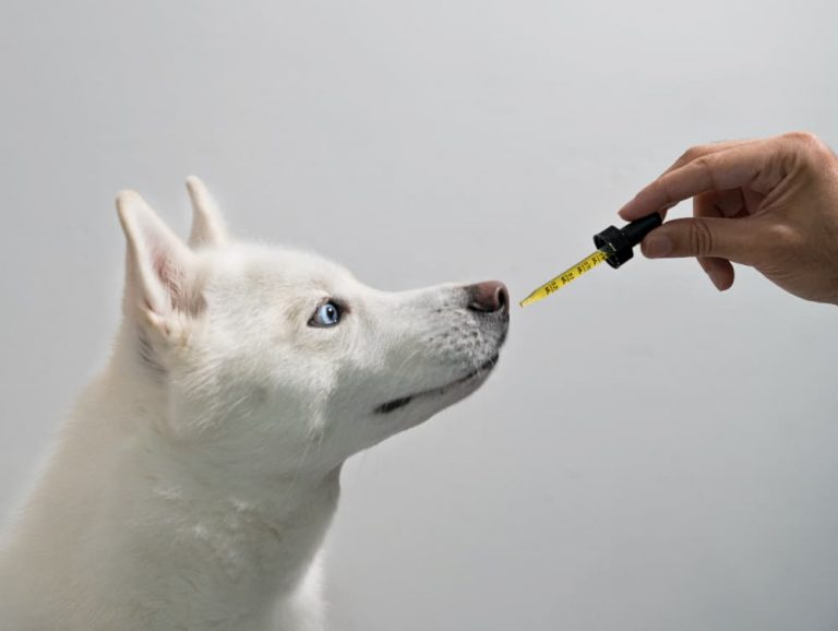 2026 guide: How to Find the Best Pet CBD Products and Local CBD Shops Near You