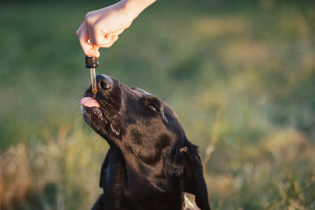 How to Find Trusted CBD for Dogs and Cats at Local Shops
