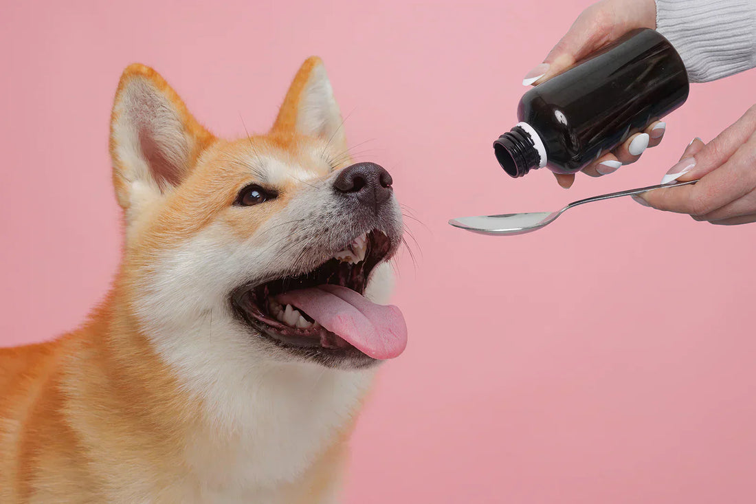 2026 guide: How to Find Trusted Pet CBD Stores and Best CBD Products for Dogs and Cats