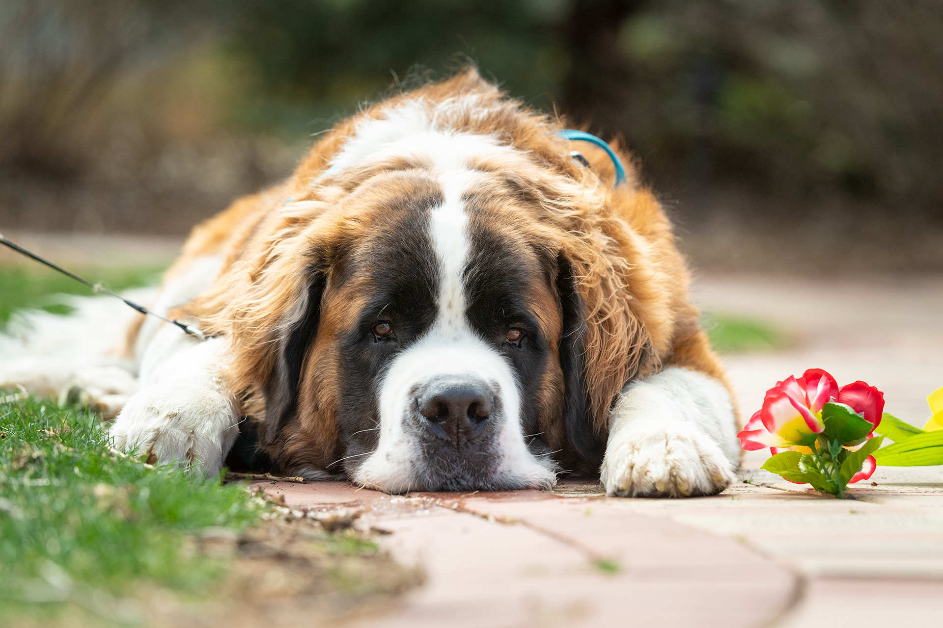 Pet CBD Finder