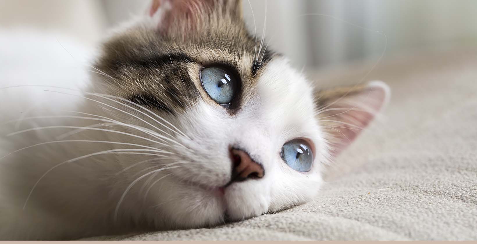 Pet CBD Finder