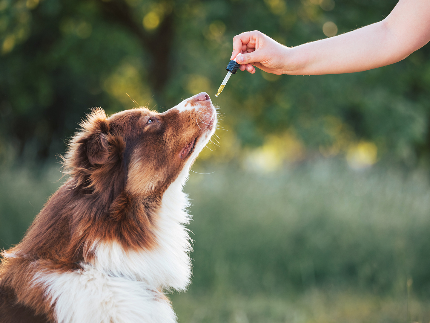 Using a Pet CBD Finder to Locate Safe Local Stores