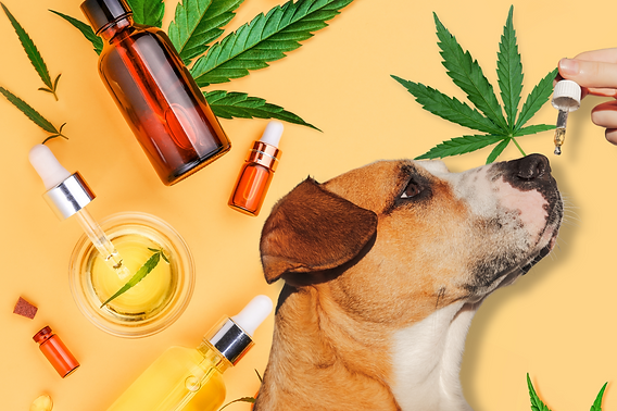Pet CBD Finder: Best Trusted Brands for Dogs and Cats