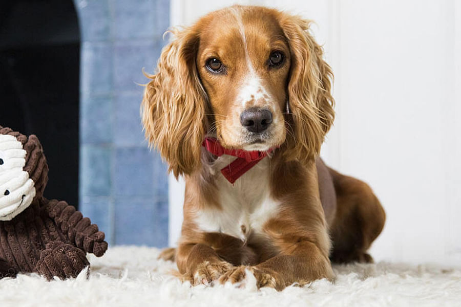 Dog relaxing at home
