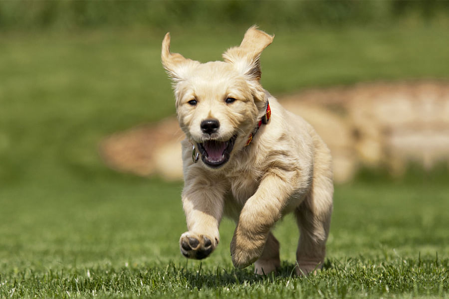 Dog running in a park
