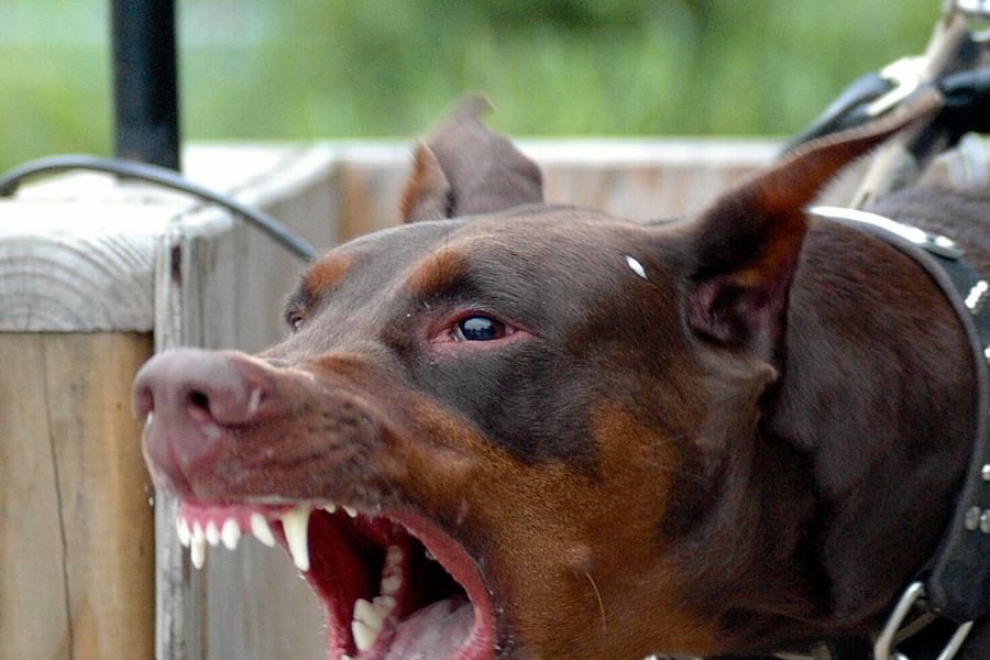 aggressive dog