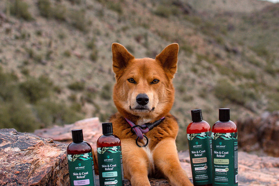 CBD for pet skin conditions