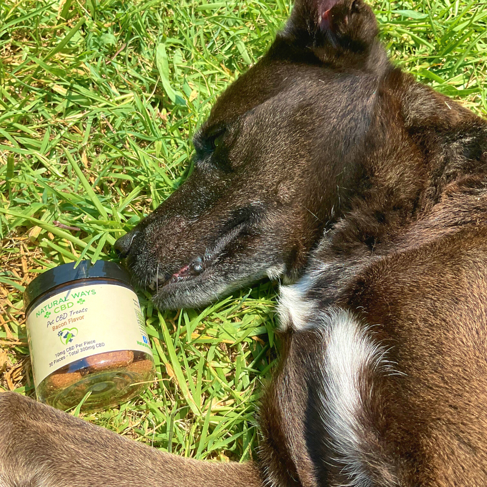 CBD chews for dogs heart health