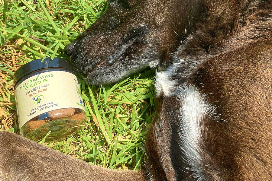 CBD chews for dogs heart health