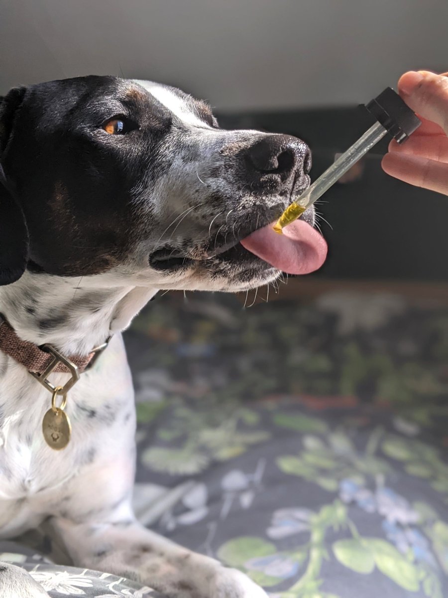 CBD for dog stress relief