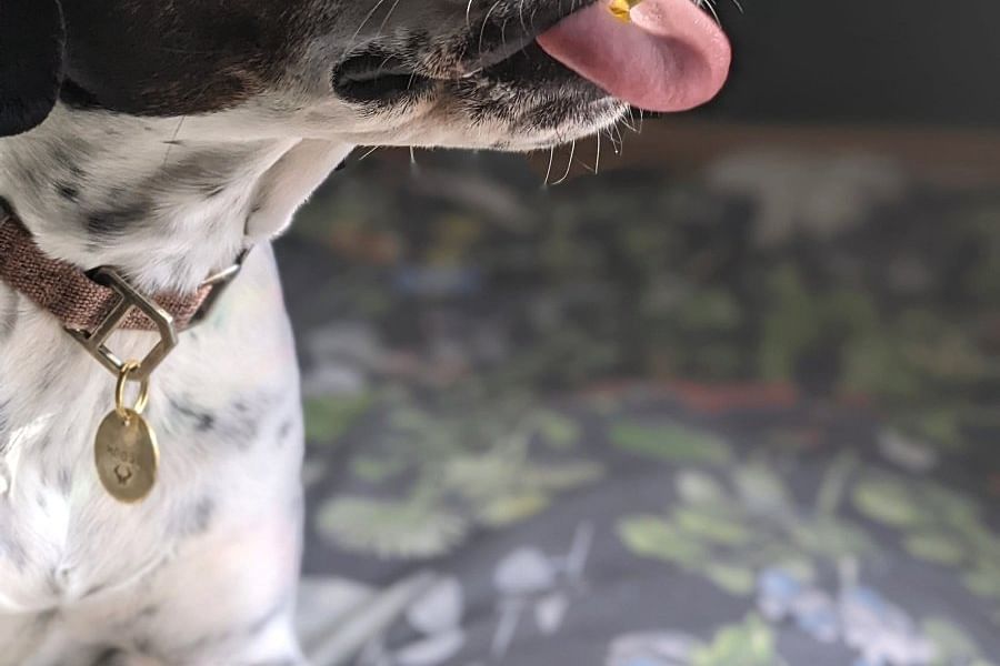 CBD for dog stress relief