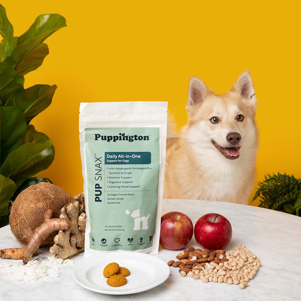 Ginger root benefits for dogs