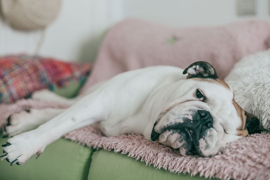 Calming Hemp-Infused Pet Bed