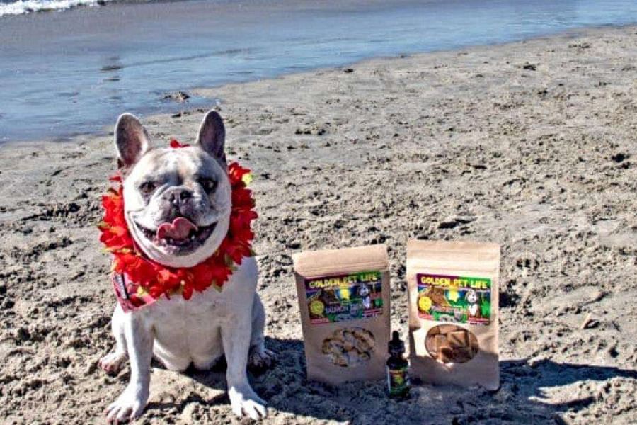 CBD-infused pet bandana