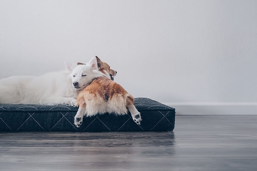Orthopedic CBD Pet Mattress large breed