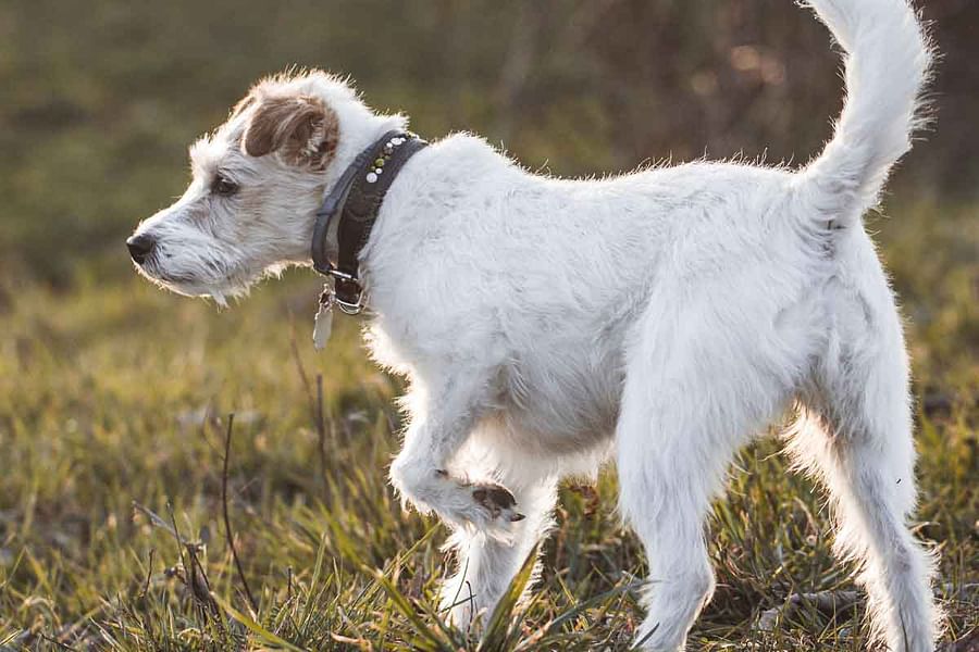 Therapeutic CBD Dog Bed for joint pain