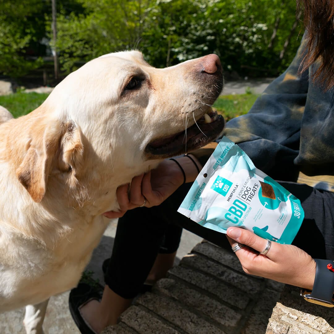 Wellness Formula CBD Pet Chews