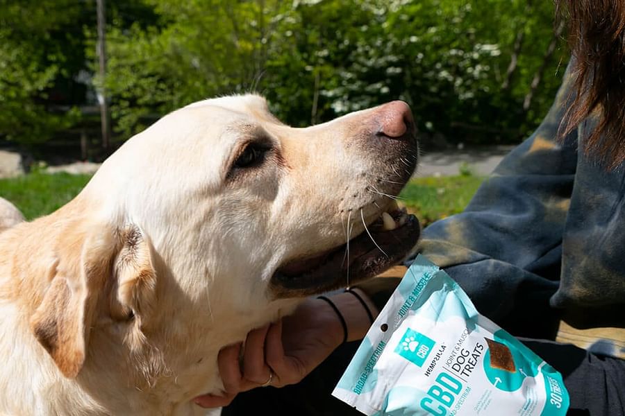 Wellness Formula CBD Pet Chews