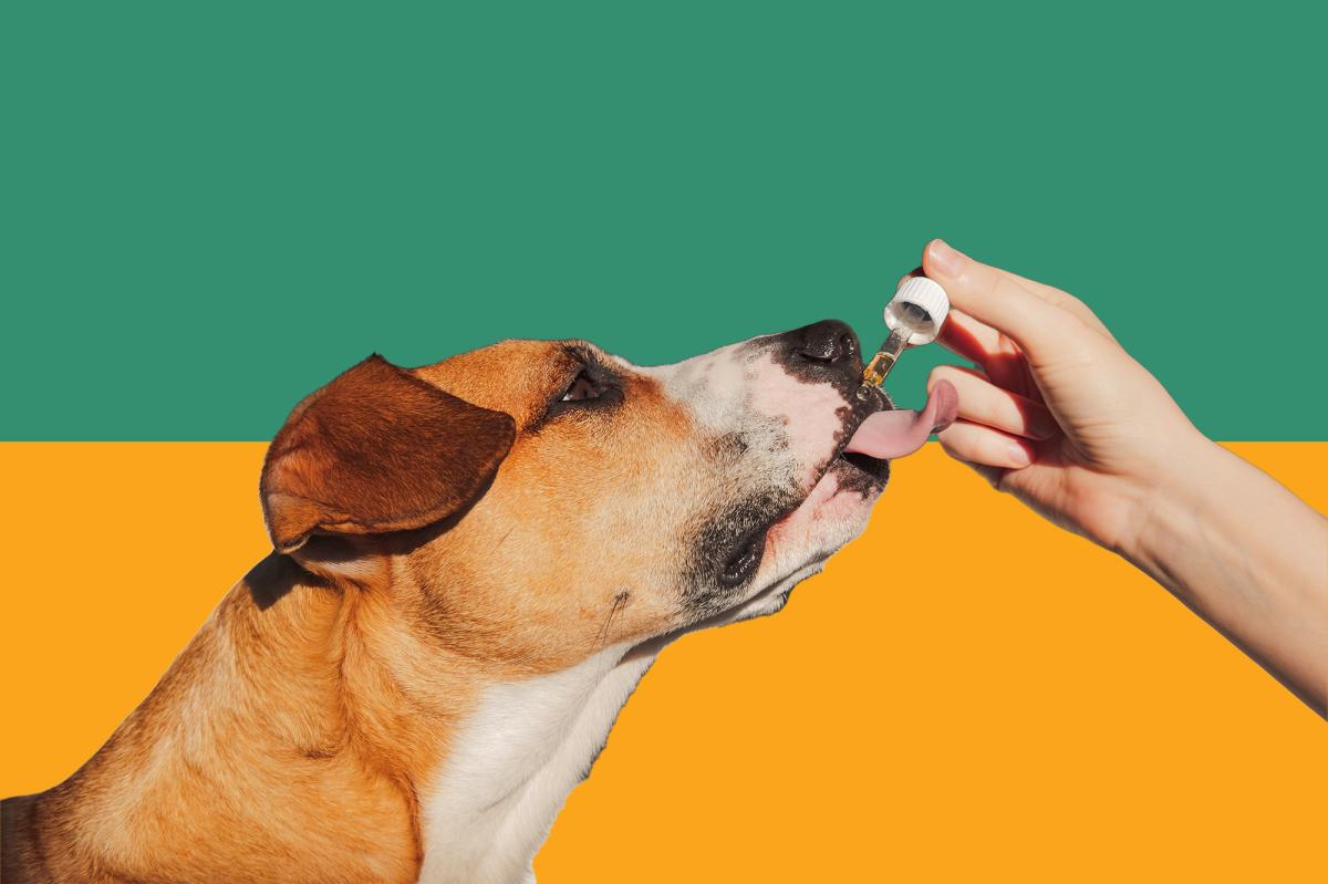 certified safe CBD pet products