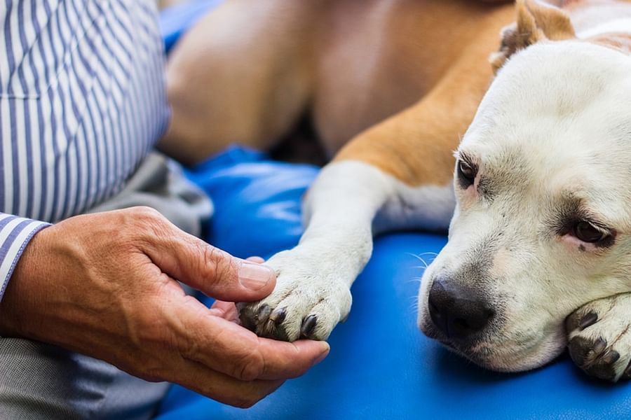 pet with joint pain relief