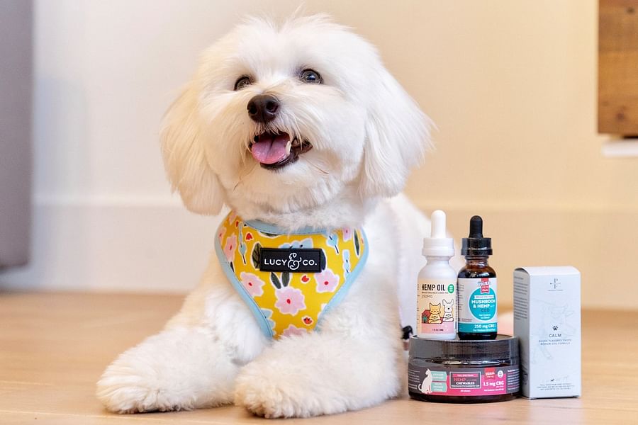 THC-free CBD pet bedding