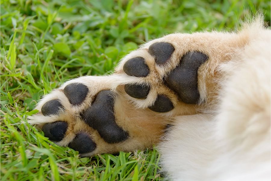 Paws & Claws CBD Emporium storefront