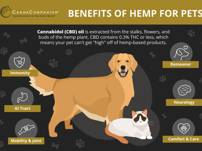 A Comprehensive Guide to CBD Dosage for Pets: How Much is Too Much?
