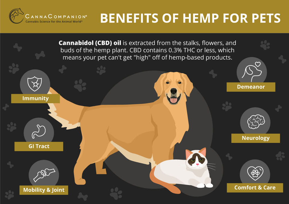 A Comprehensive Guide to CBD Dosage for Pets: How Much is Too Much?