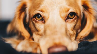 A Guide to CBD Oil for Dogs: Benefits, Usage, and Safety Tips