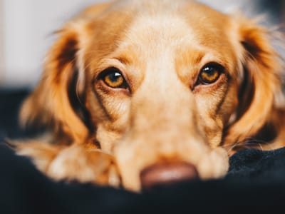 A Guide to CBD Oil for Dogs: Benefits, Usage, and Safety Tips