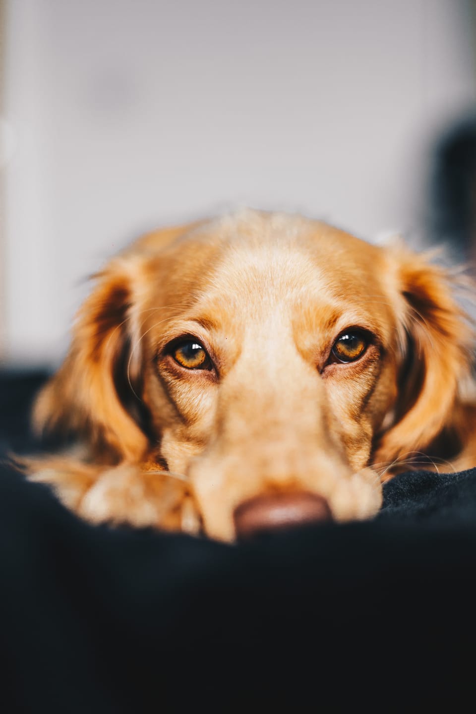 A Guide to CBD Oil for Dogs: Benefits, Usage, and Safety Tips