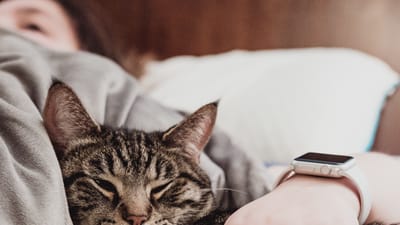 A Guide to Local CBD Pet Shops: How to Find the Perfect Store for Your Pet's Needs