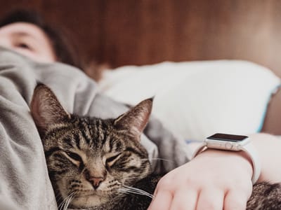 A Guide to Local CBD Pet Shops: How to Find the Perfect Store for Your Pet's Needs