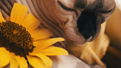 CBD and Pet Grooming: How CBD Can Improve Your Pet's Skin and Coat