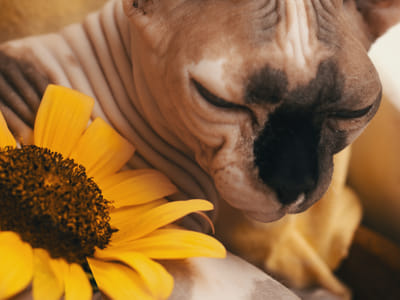 CBD and Pet Grooming: How CBD Can Improve Your Pet's Skin and Coat