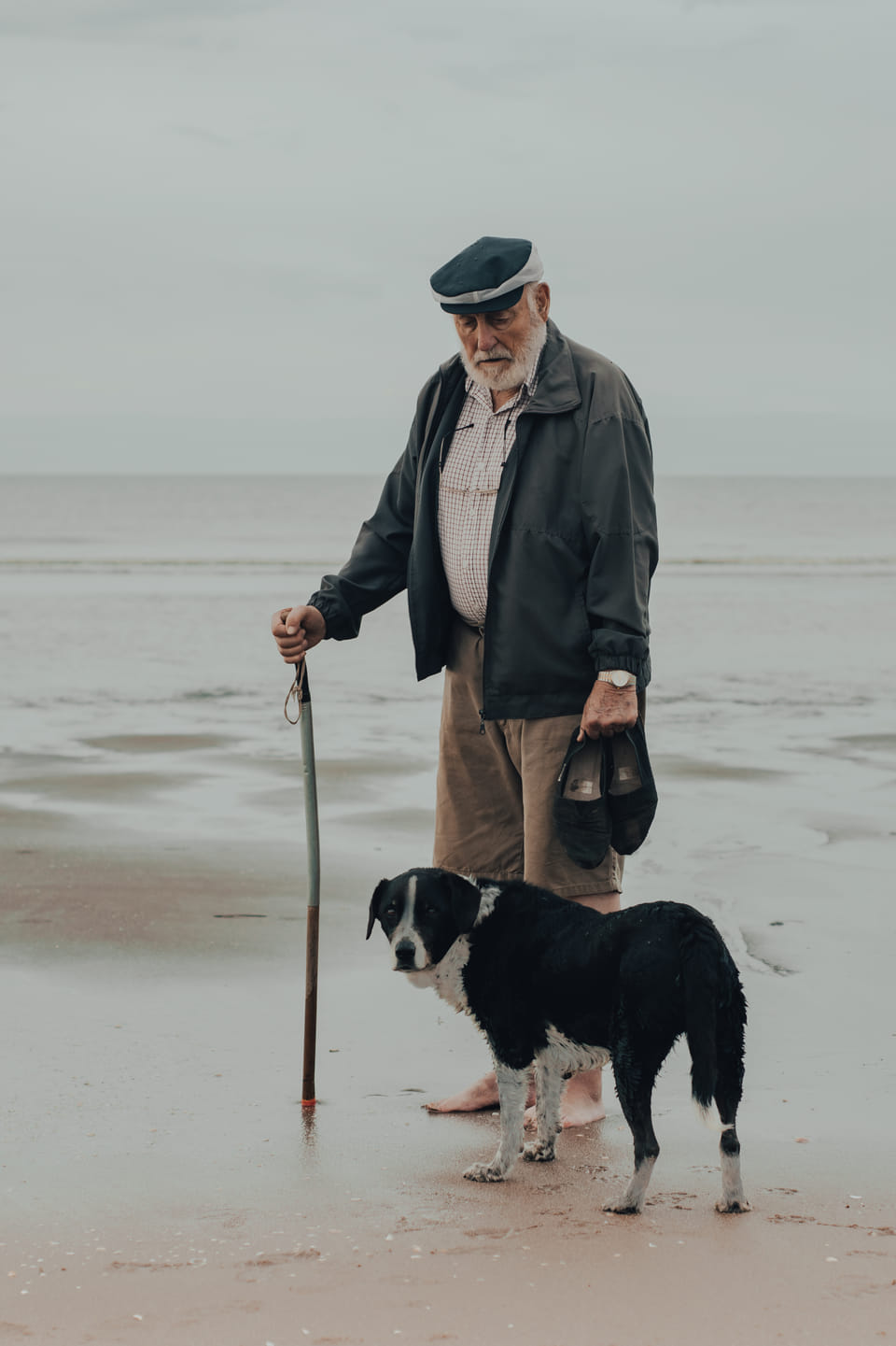 CBD for Senior Pets: Supporting Their Health and Comfort