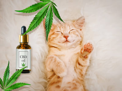 CBD Oil for Cats: Exploring the Benefits and How to Use It Safely
