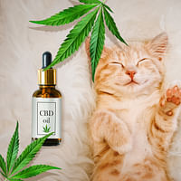 CBD Oil for Cats: Exploring the Benefits and How to Use It Safely
