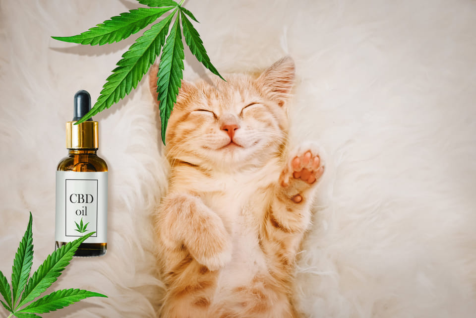 CBD Oil for Cats: Exploring the Benefits and How to Use It Safely
