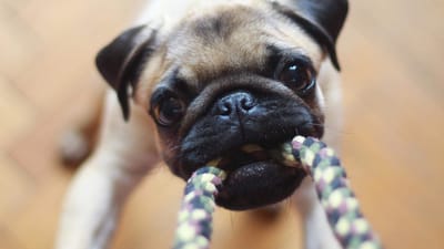 CBD Pet Balms 101: An Essential Guide to Selecting and Using