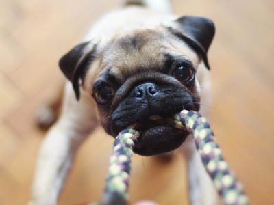 CBD Pet Balms 101: An Essential Guide to Selecting and Using